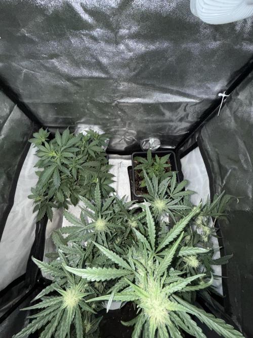 Mango cherry runtz auto /perpetual grow. Week 3