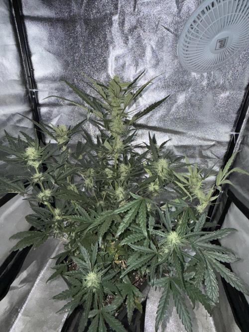 Mango cherry runtz auto /perpetual grow. Week 3