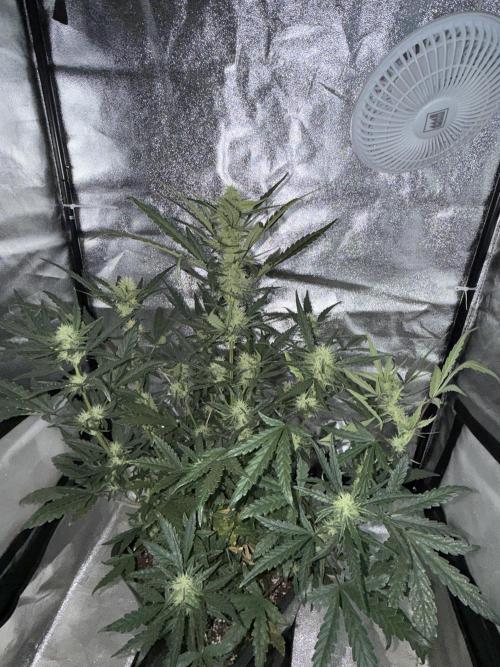 Mango cherry runtz auto /perpetual grow. Week 3