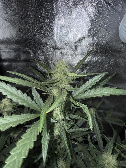 Mango cherry runtz auto /perpetual grow. Week 3