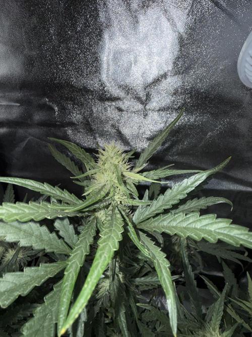 Mango cherry runtz auto /perpetual grow. Week 3