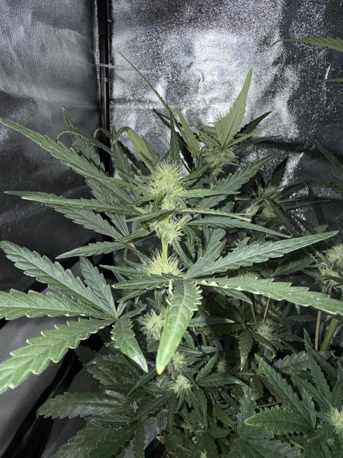 Mango cherry runtz auto /perpetual grow. Week 3