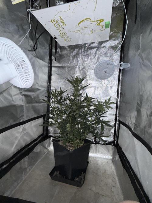 Mango cherry runtz auto /perpetual grow. Week 3