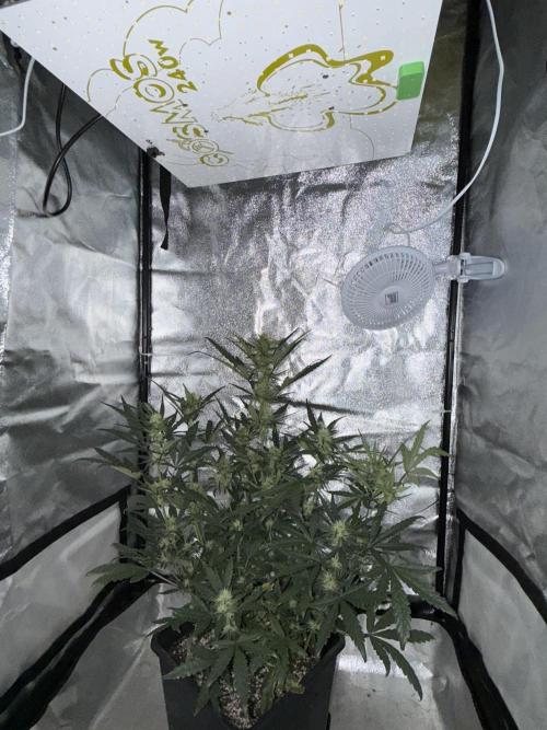 Mango cherry runtz auto /perpetual grow. Week 3