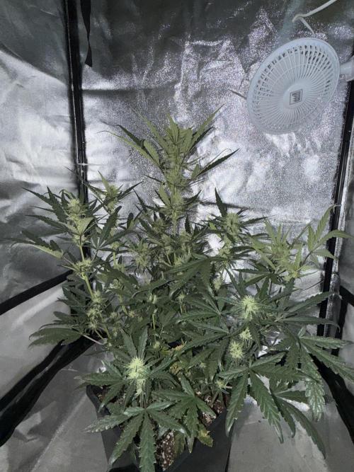 Mango cherry runtz auto /perpetual grow. Week 3