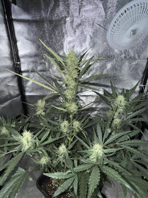 Mango cherry runtz auto /perpetual grow. Week 3