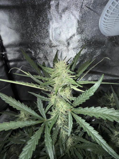 Mango cherry runtz auto /perpetual grow. Week 3