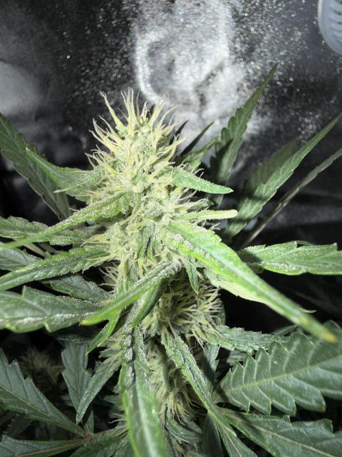 Mango cherry runtz auto /perpetual grow. Week 3