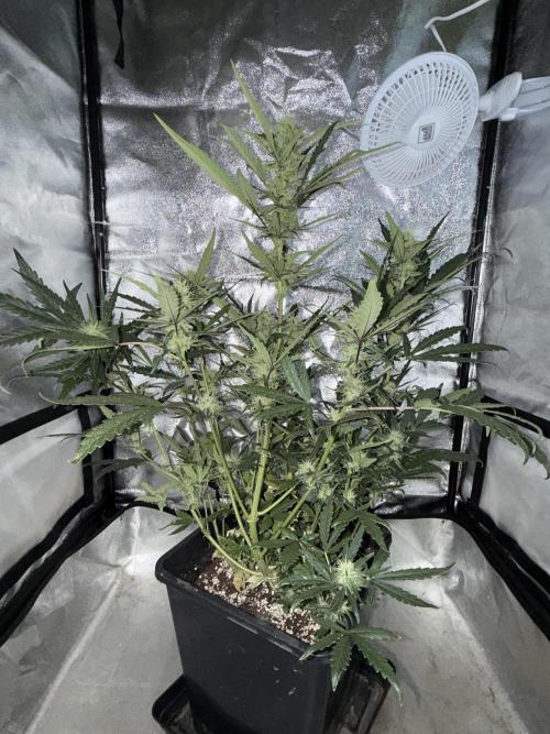 Mango cherry runtz auto /perpetual grow. Week 3