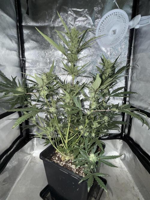 Mango cherry runtz auto /perpetual grow. Week 3