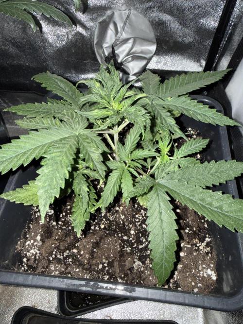 FastBuds Purple lemonade auto 1.6.2026. Week 4