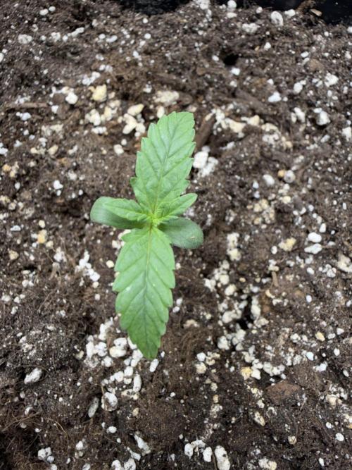 Gorilla Z auto #2. Week 2