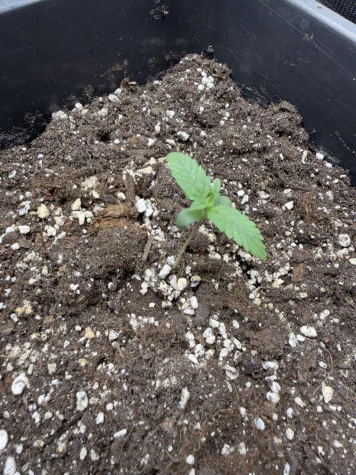 Gorilla Z auto #2. Week 2