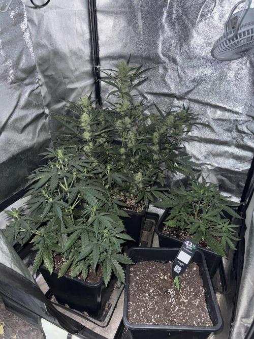 Gorilla Z Auto. Week 2