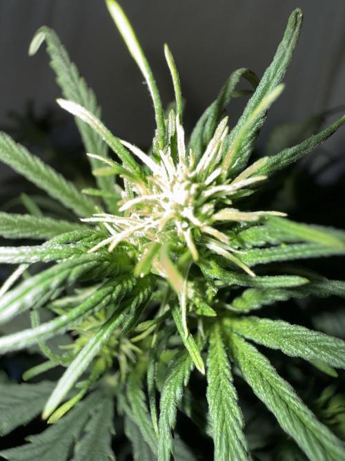 Gorilla Z auto / perpetual grow fastbuds. Week 5