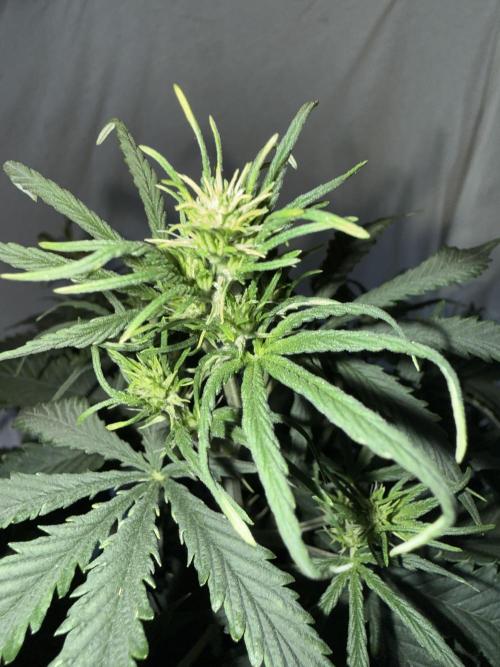 Gorilla Z auto / perpetual grow fastbuds. Week 5