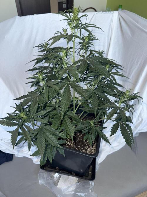 Gorilla Z auto / perpetual grow fastbuds. Week 5