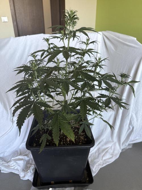 Gorilla Z Auto. Week 5