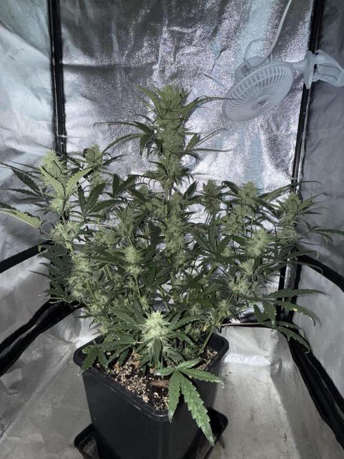 Mango cherry runtz auto /perpetual grow. Week 4