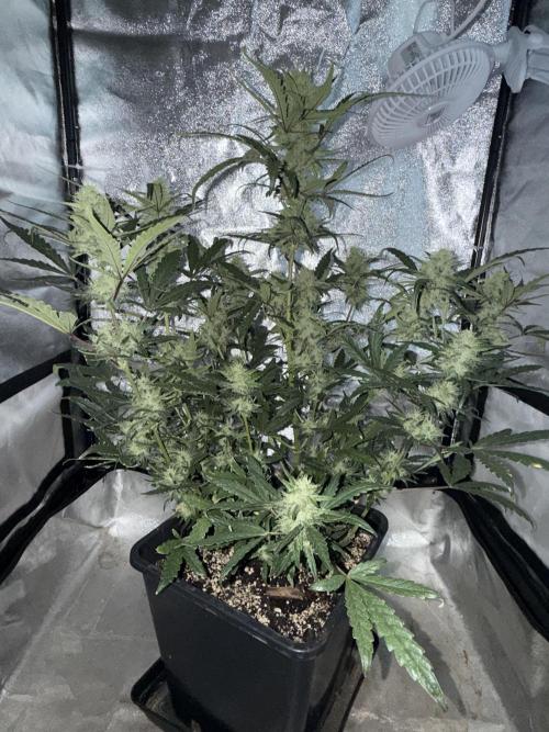 Mango cherry runtz auto /perpetual grow. Week 4