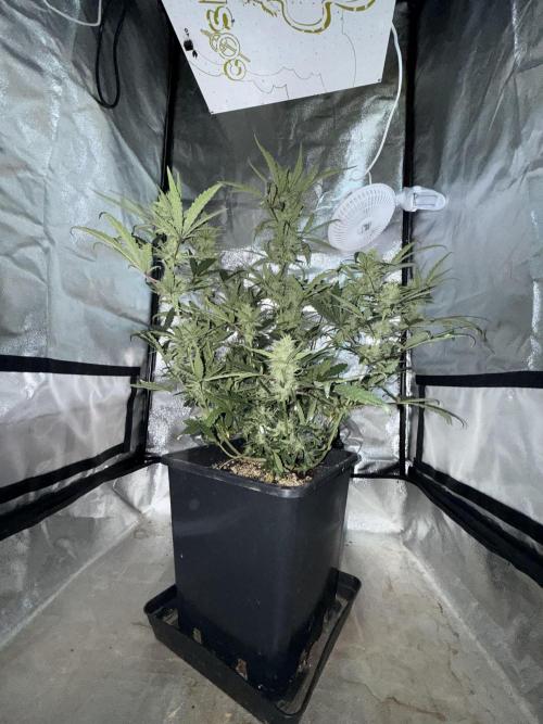 Mango cherry runtz auto /perpetual grow. Week 4