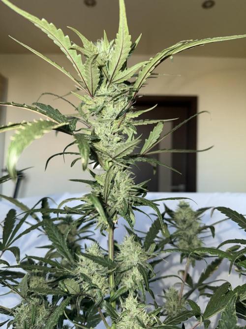 Mango cherry runtz auto /perpetual grow. Week 4