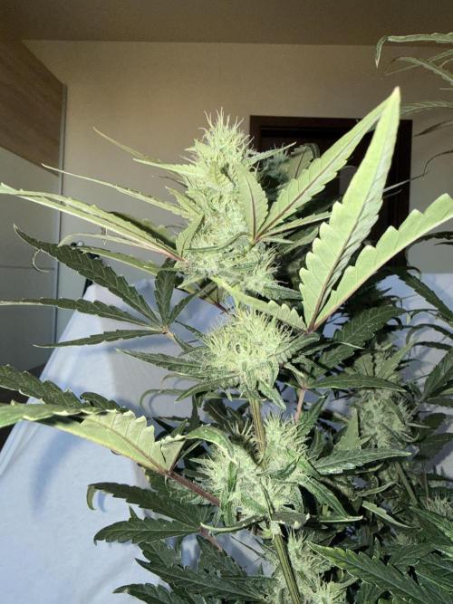 Mango cherry runtz auto /perpetual grow. Week 4