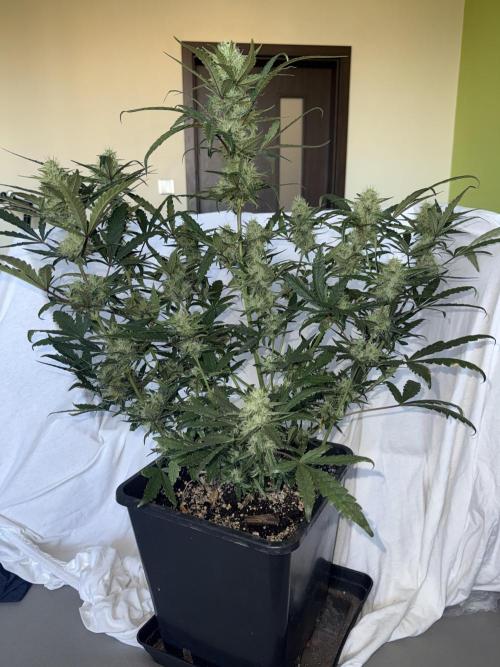 Mango cherry runtz auto /perpetual grow. Week 4