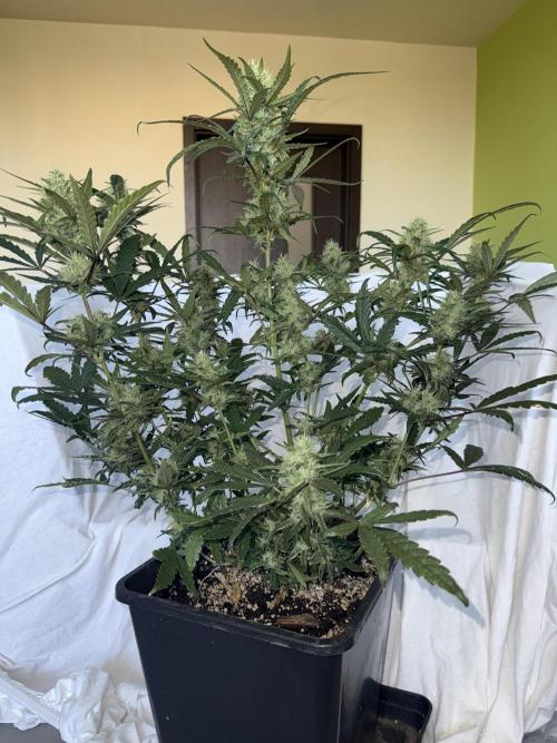 Mango cherry runtz auto /perpetual grow. Week 4