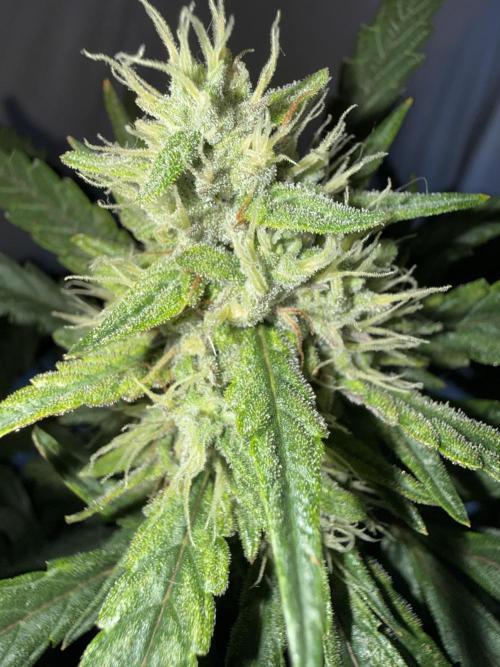 Mango cherry runtz auto /perpetual grow. Week 4