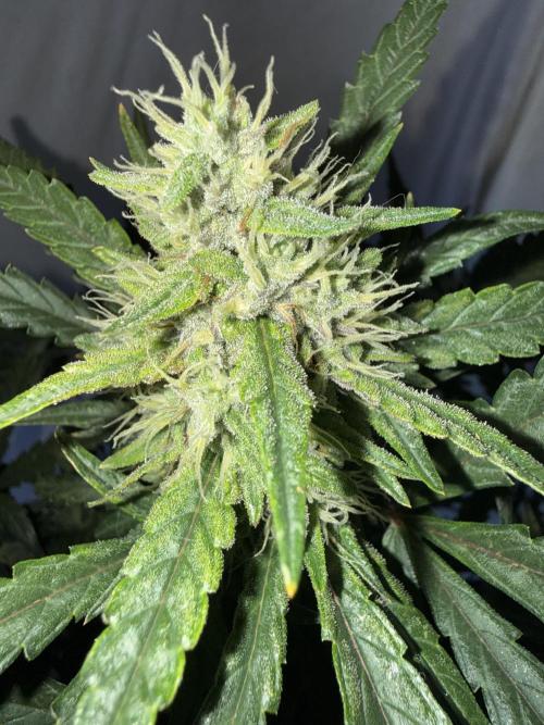 Mango cherry runtz auto /perpetual grow. Week 4