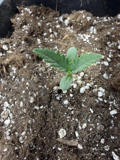 Fastbuds unreleased champions mix auto. Week 2