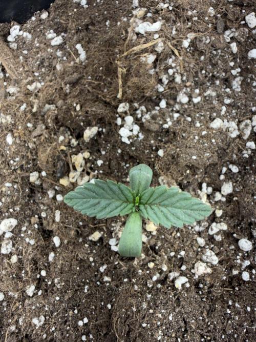 Fastbuds unreleased champions mix auto. Week 2