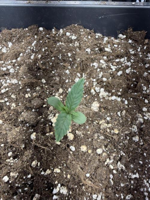 Fastbuds unreleased champions mix auto. Week 2