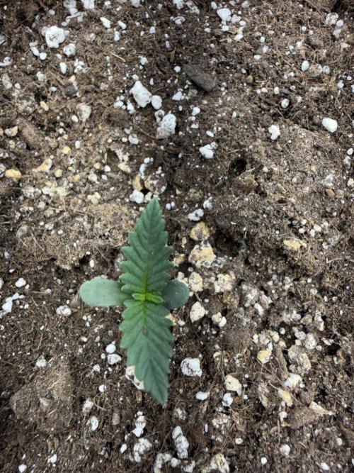 Fastbuds unreleased champions mix auto. Week 2