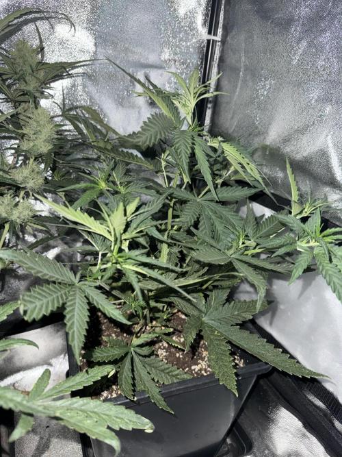 FastBuds Purple lemonade auto 1.6.2026. Week 5