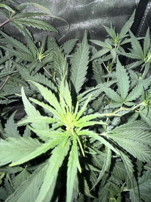 FastBuds Purple lemonade auto 1.6.2026. Week 5
