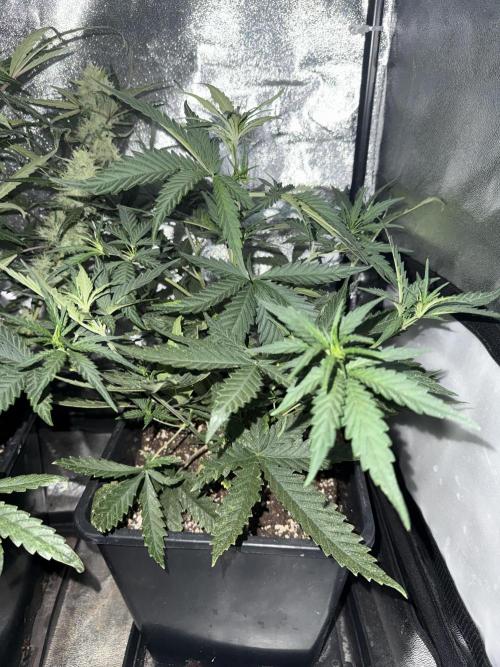 FastBuds Purple lemonade auto 1.6.2026. Week 5