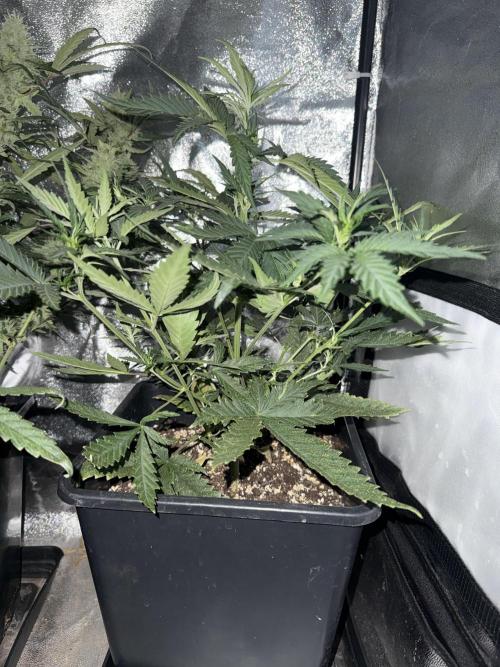 FastBuds Purple lemonade auto 1.6.2026. Week 5