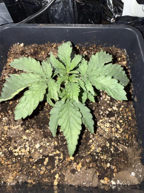 Fastbuds unreleased champions mix auto. Week 3