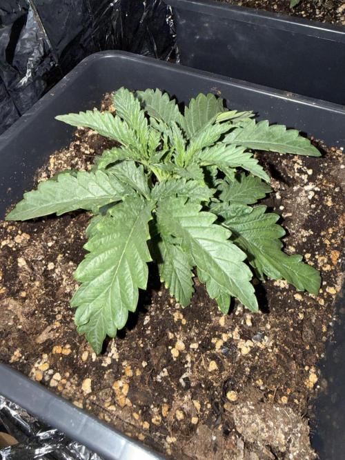 Fastbuds unreleased champions mix auto. Week 3