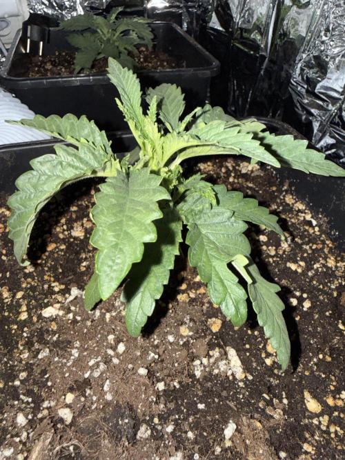 Fastbuds unreleased champions mix auto. Week 3