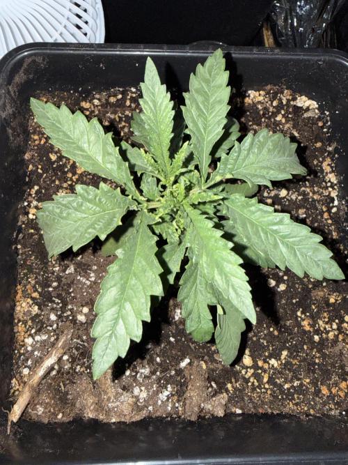 Fastbuds unreleased champions mix auto. Week 3