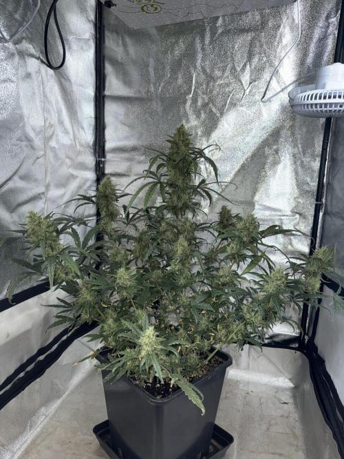 Mango cherry runtz auto /perpetual grow. Week 5