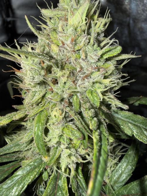 Mango cherry runtz auto /perpetual grow. Week 5