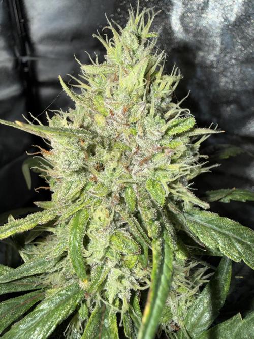 Mango cherry runtz auto /perpetual grow. Week 5