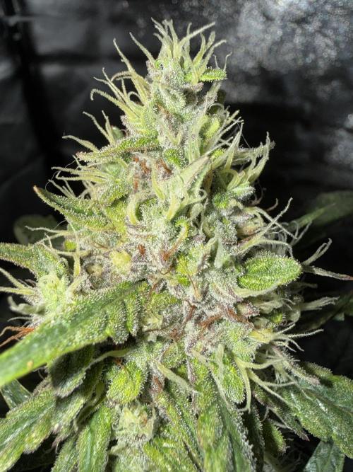 Mango cherry runtz auto /perpetual grow. Week 5