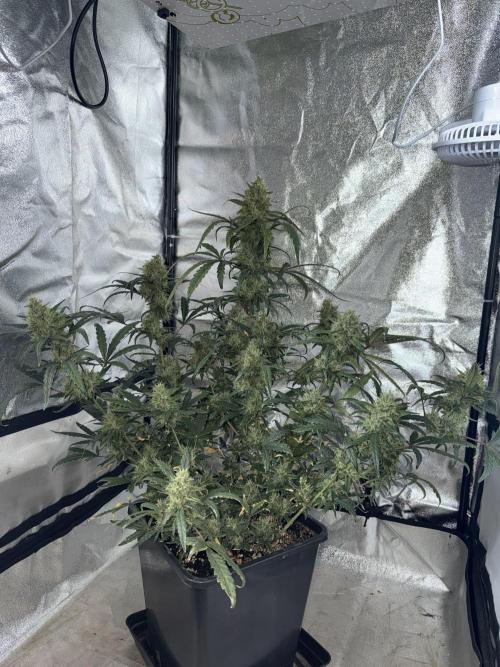 Mango cherry runtz auto /perpetual grow. Week 5