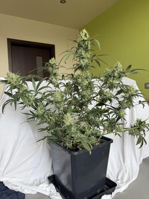 Mango cherry runtz auto /perpetual grow. Week 5