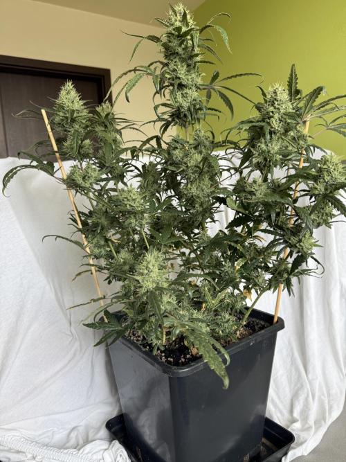 Mango cherry runtz auto /perpetual grow. Week 5